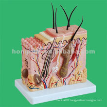 Human Skin Block Model,education model